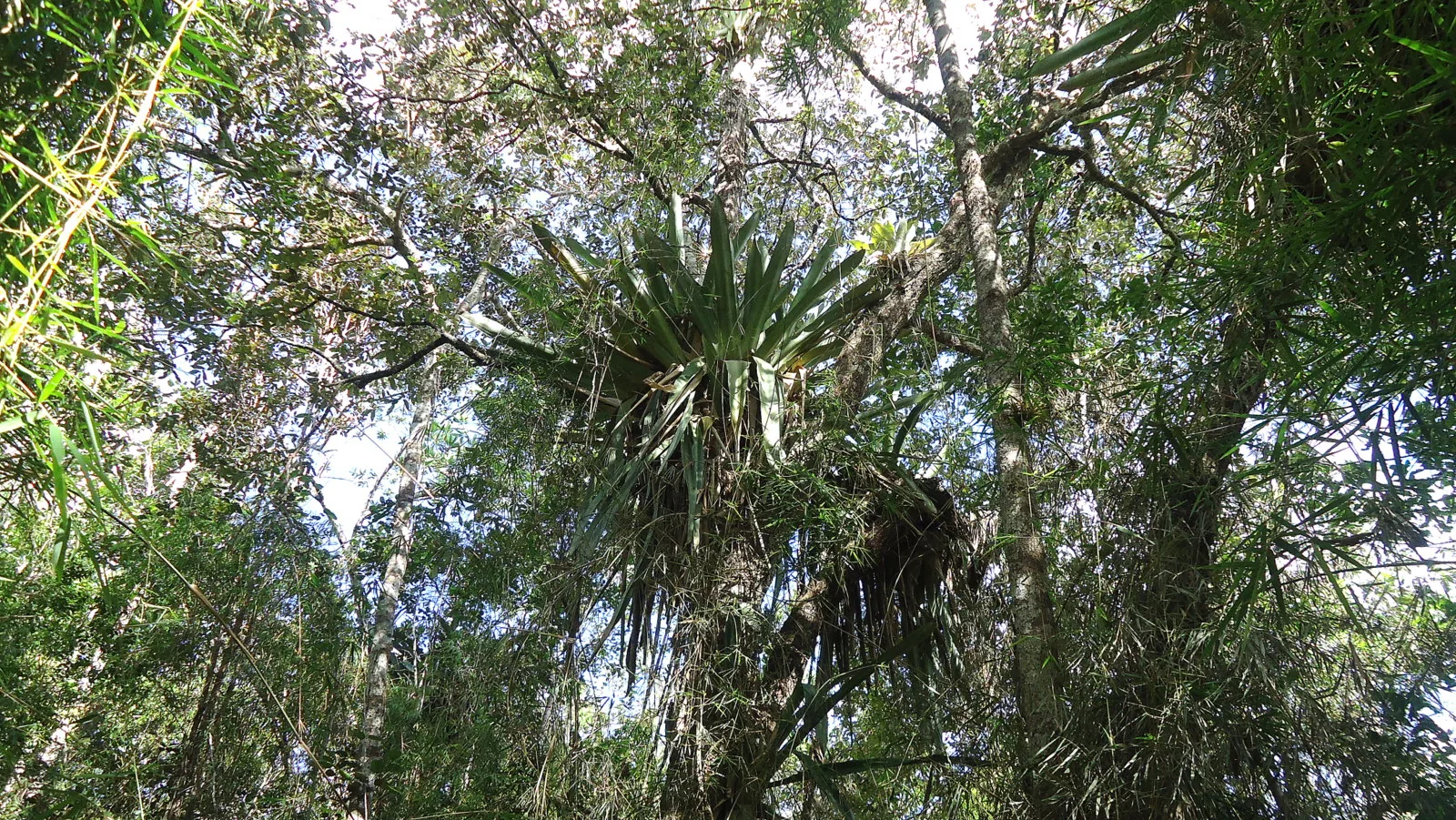 Dense forest in full leaf. Wildlife and weather follow different calendars in each of Brazil's regions.